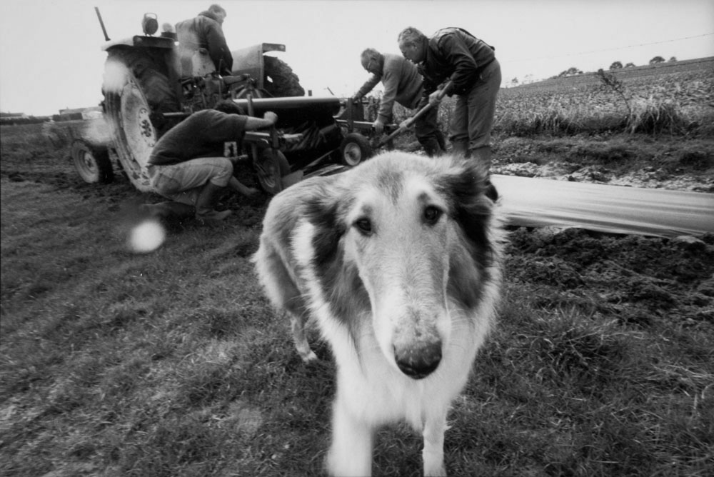 Portrait d'un chien curieux lors d'une opération de plantation de haies bocagères. Photo de commande réalisée pour le paysagiste Thierry Jourd'heuil. Film argentique. Tirage vintage.